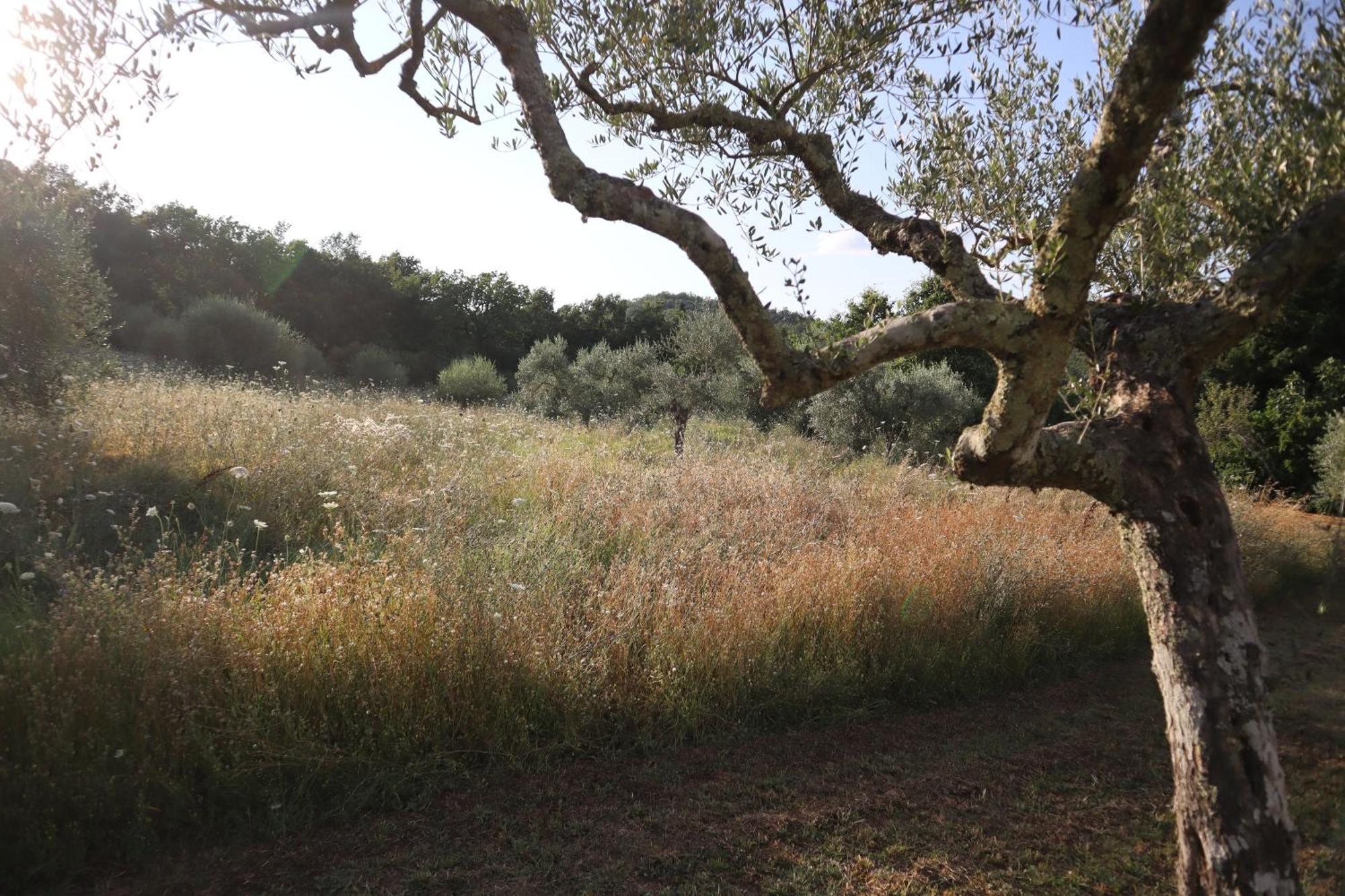 Bed and Breakfast Abbadia Wine Relais Montefollonico Екстер'єр фото