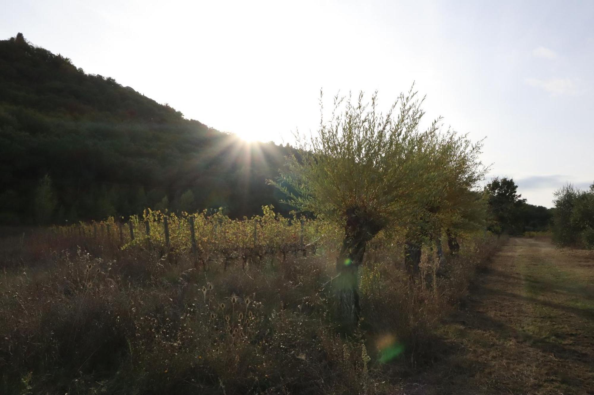 Bed and Breakfast Abbadia Wine Relais Montefollonico Екстер'єр фото