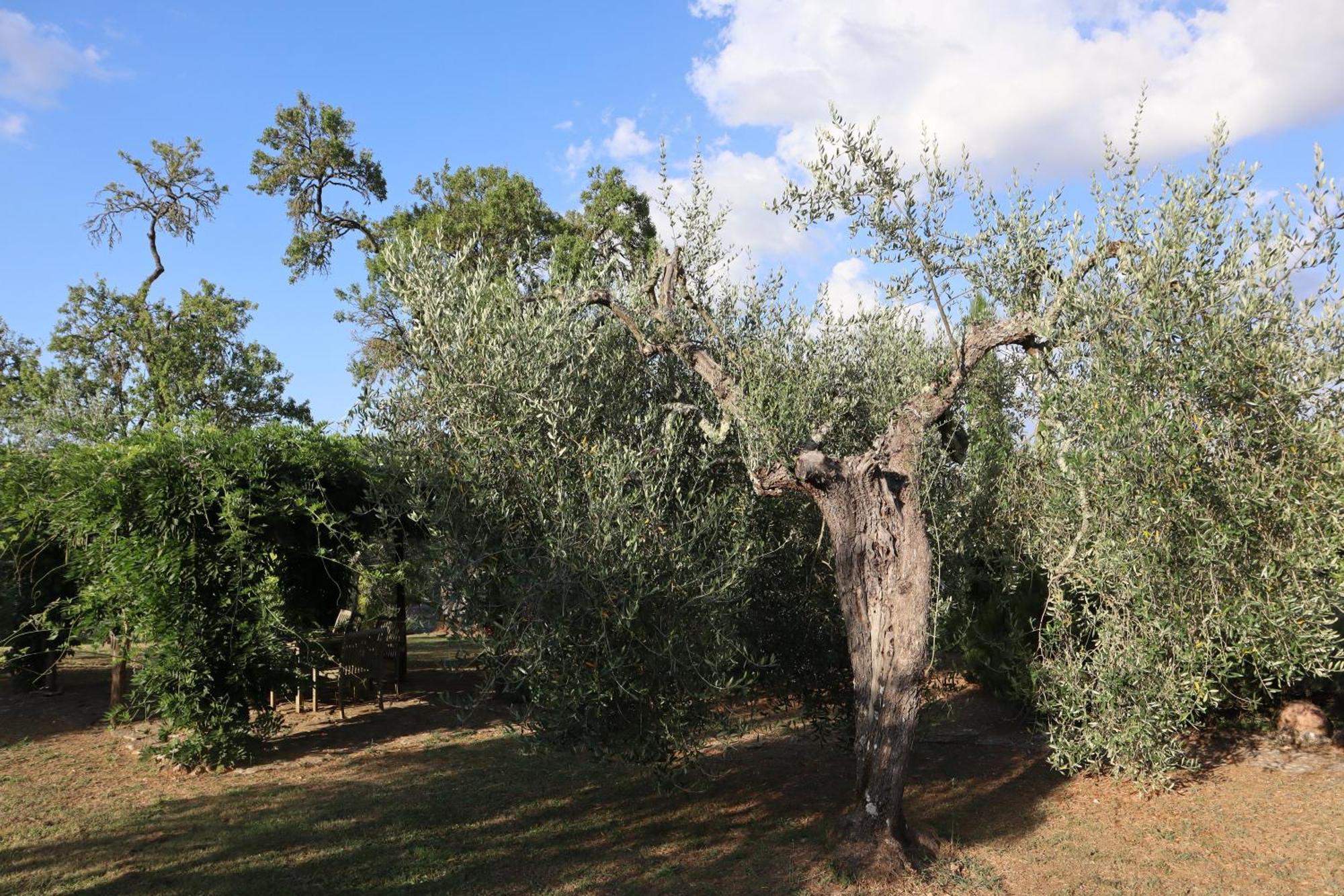 Bed and Breakfast Abbadia Wine Relais Montefollonico Екстер'єр фото